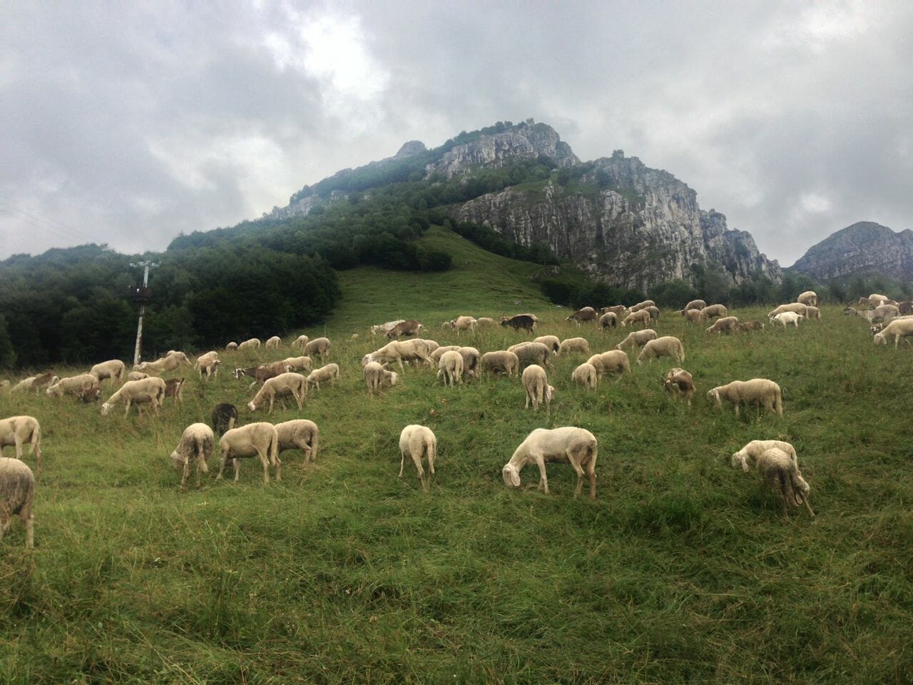 A large herd of goats on the backside of Piani D'Erna.