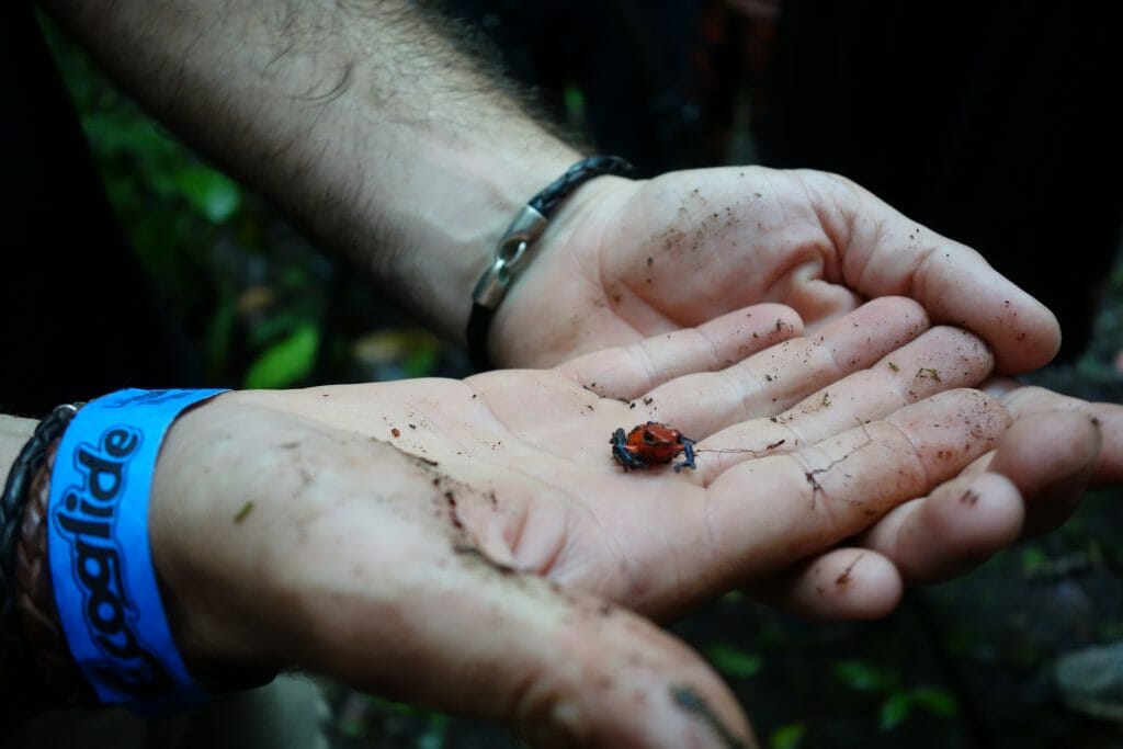 A poison dart frog.