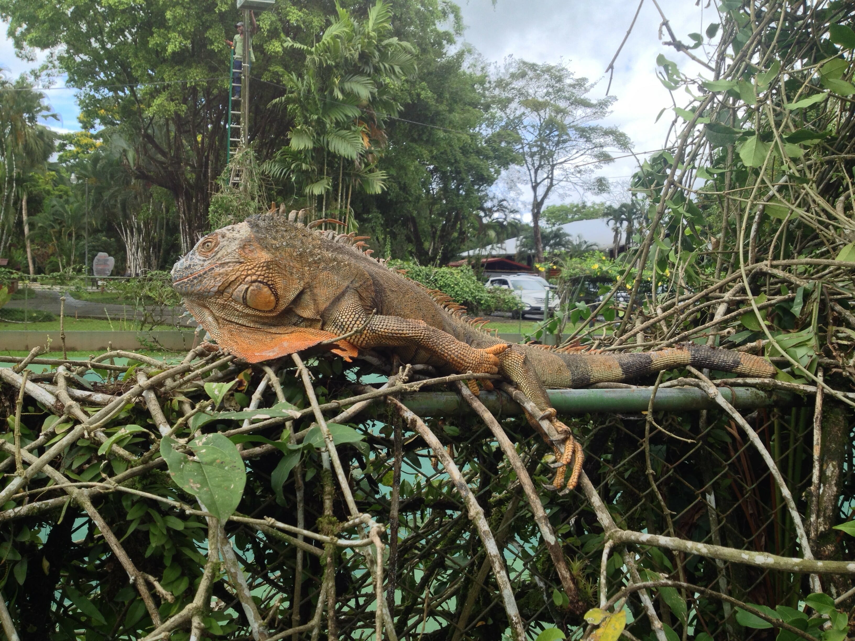 Exploring Rainforest, Language, And Culture At Costa Rica's Volcanic Hat  Tournament - Ultiworld