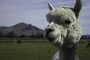 An alpaca on the farm that Whitman visited.